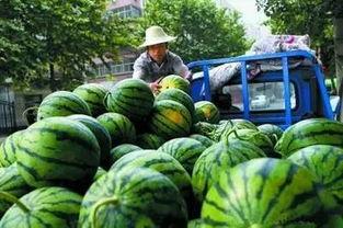高新全能的视频吃瓜,视频吃瓜背后的精彩故事