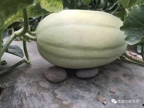 去瓜地里找个瓜吃,瓜地里的美味探险