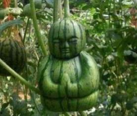 搞笑吃瓜网友,揭秘娱乐圈幕后趣闻