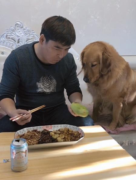 大学金毛吃瓜,校园里的欢乐时光