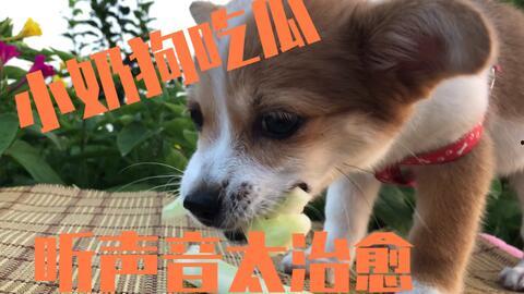 聪明小狗吃瓜,聪明小狗的瓜界探险记