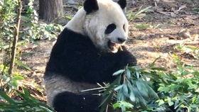 熊猫脸吃瓜,趣味横生萌动瞬间