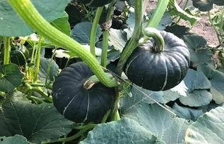 吃小瓜不消化,告别不适困扰