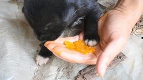 用瓜养蛆吃蛆,古老智慧中的生态美食探索