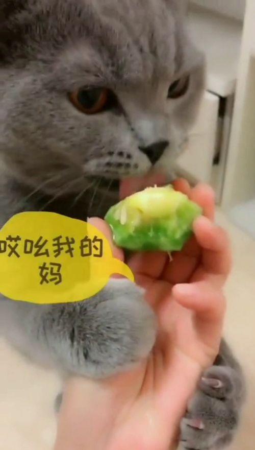 猫吃瓜滋味,揭秘猫咪对瓜果的独特滋味