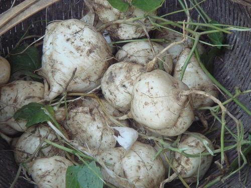 土瓜种子怎么吃,土瓜种子美味食用的秘籍解析